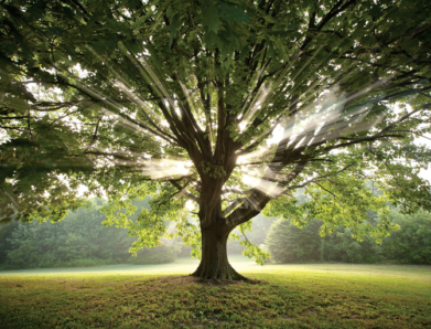 Notre lien à la Nature – Elisabeth Bourgeois